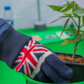 Cannabis-Based Products Available in the UK