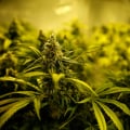 Marketing and Advertising News in the UK's Legalised Cannabis Industry