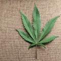 Emerging Product Trends for the UK Cannabis Market: A Comprehensive Overview