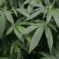 Regional Legal Developments: A Comprehensive Look at UK Cannabis News