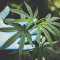 Understanding Cannabis-Related Offences in the UK