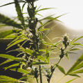 Government Resources for the UK Cannabis Industry: How to Maximize Your Business Potential