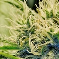 Education and Training Resources for the UK Cannabis Industry: A Comprehensive Guide