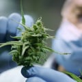 The Impact of Clinical Trials on Medical Cannabis in the UK