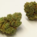 Exploring OG Kush: A Quintessential Cannabis Strain