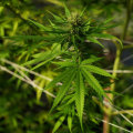 Updates from Health Organizations on Cannabis Usage in the UK