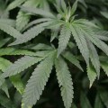 International Legal Developments Related to Cannabis in the UK