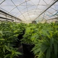 Investment Trends for the UK Cannabis Market