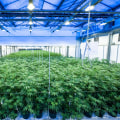 Exploring the UK Cannabis Market: Size and Growth