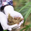 Licensing Requirements for Medical Cannabis Producers in the UK: Everything You Need to Know