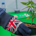 Medicinal Cannabis in the UK: Exploring the Legality and Laws