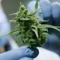 Exploring Medical Cannabis Clinics in the UK