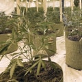 Organised Crime and the Illegal Supply of Cannabis in the UK: An In-Depth Look