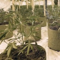 Organised Crime and the Illegal Supply of Cannabis in the UK: An In-Depth Look