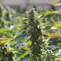 The Regulations for Cultivation of Cannabis in the UK: What You Need to Know