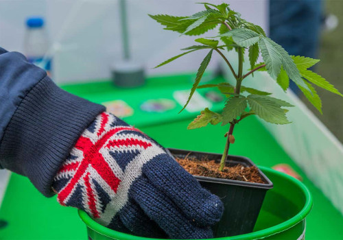 Cannabis-Based Products Available in the UK