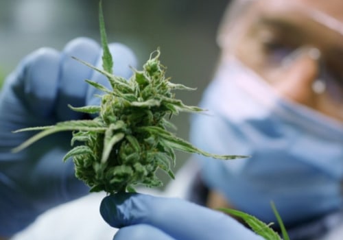 The Impact of Clinical Trials on Medical Cannabis in the UK