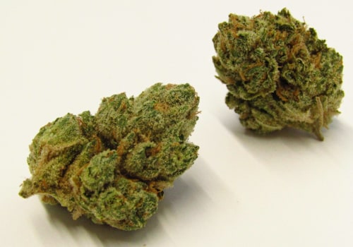 Exploring OG Kush: A Quintessential Cannabis Strain