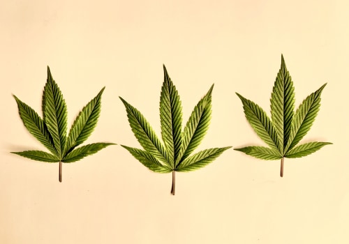 Exploring the Current Regional Legislation on Cannabis in the UK