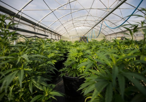 Investment Trends for the UK Cannabis Market