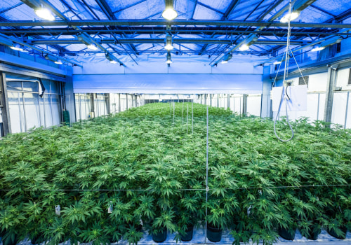 Exploring the UK Cannabis Market: Size and Growth