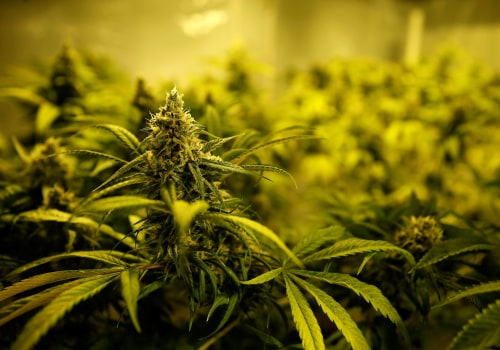 Investment News from UK's Legalised Cannabis Industry