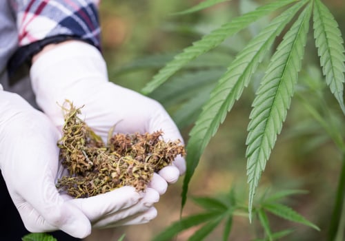 Licensing Requirements for Medical Cannabis Producers in the UK: Everything You Need to Know