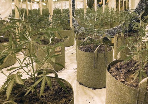 Organised Crime and the Illegal Supply of Cannabis in the UK: An In-Depth Look