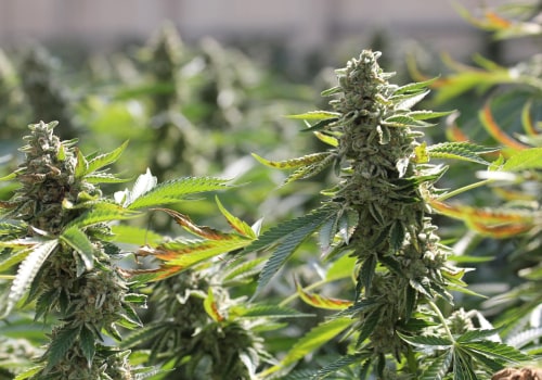 The Regulations for Cultivation of Cannabis in the UK: What You Need to Know