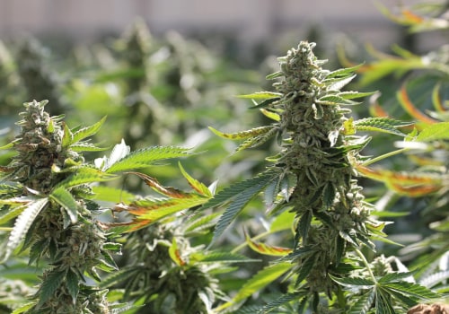 The Regulations for Cultivation of Cannabis in the UK: What You Need to Know